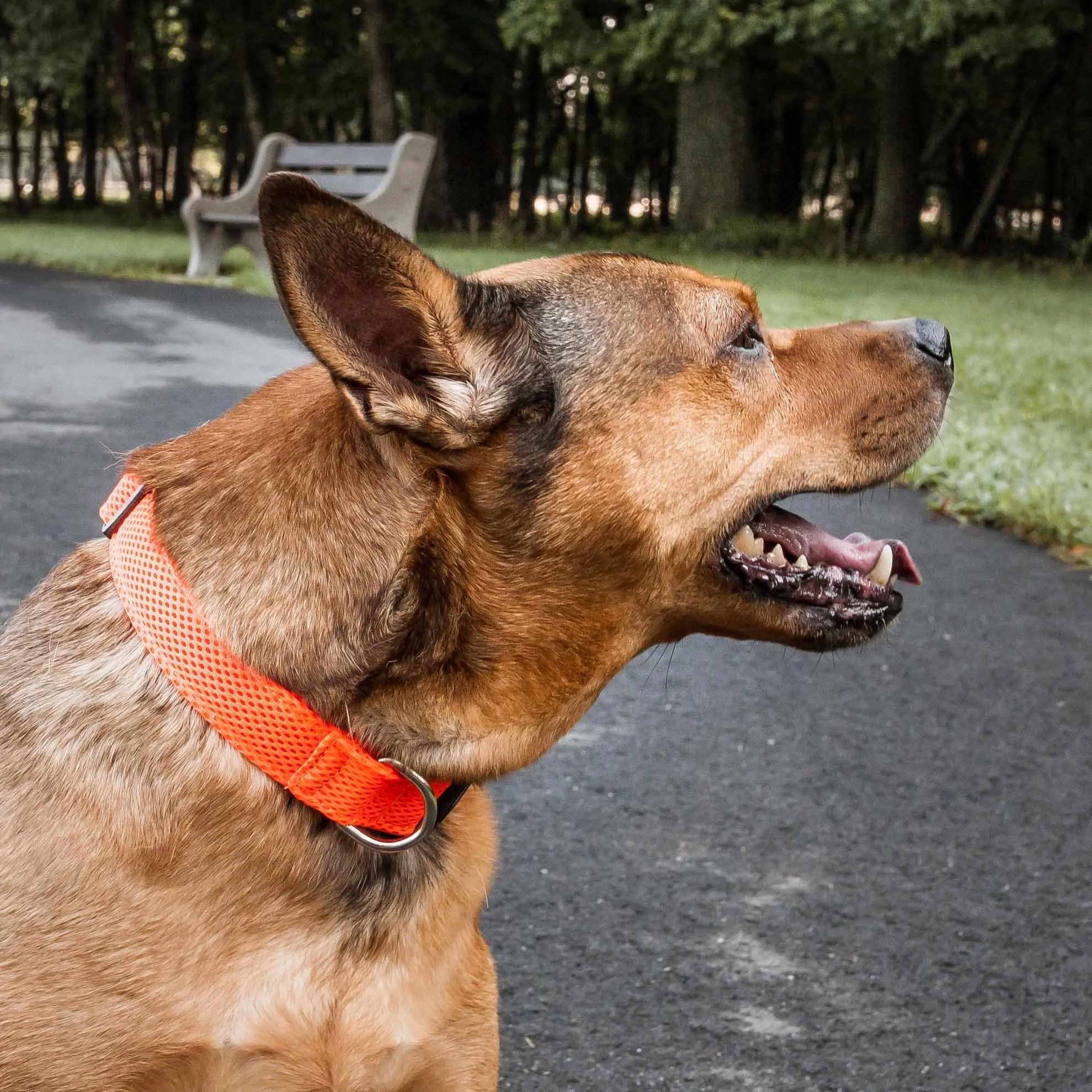 360 Degree Dual Sided Comfortable And Breathable Adjustable Mesh Dog