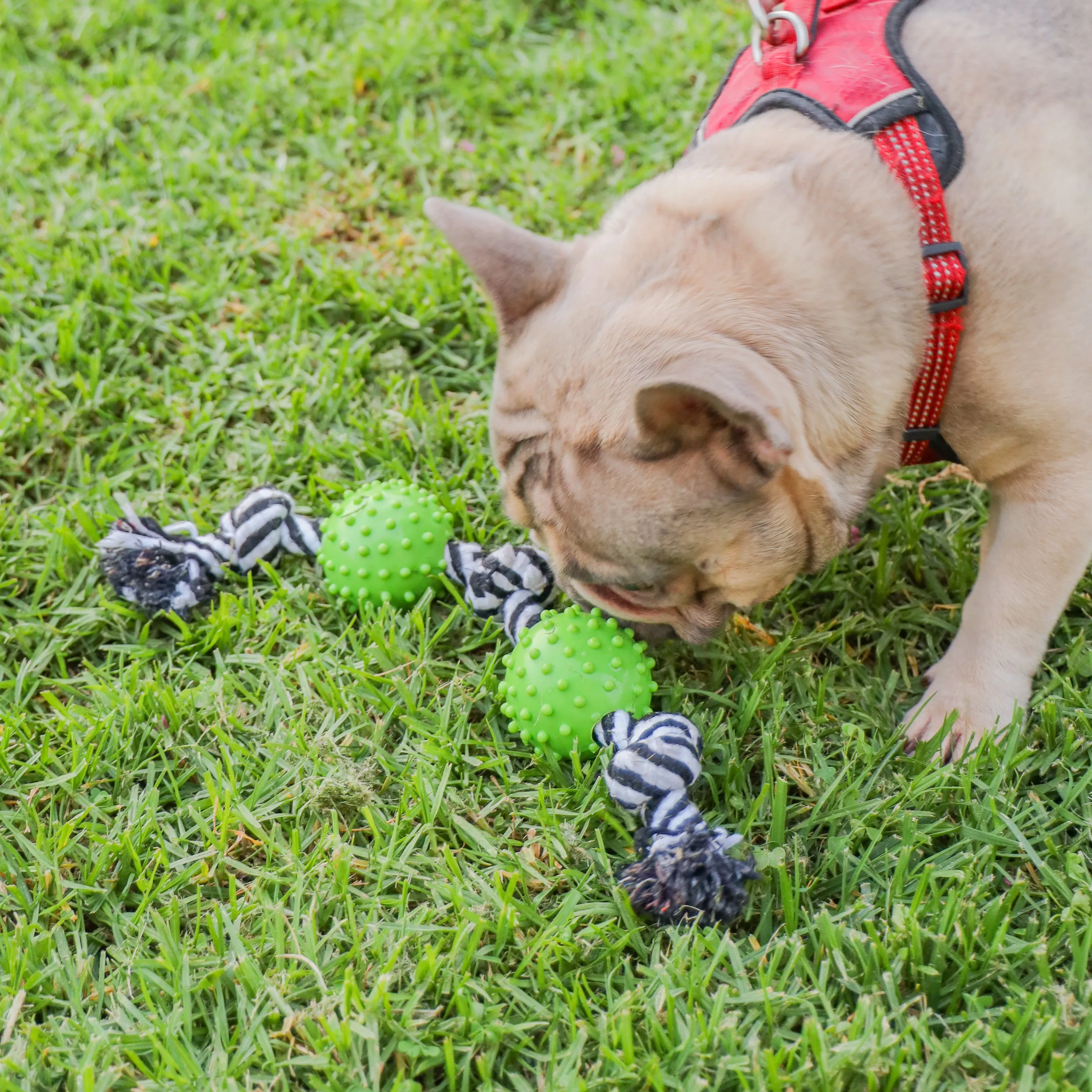 9 Piece Hemp Pet Toy Bundle Pack: Durable, Non-Toxic & Fun Dog Toys - Tough Rope & Squeaker Chew Toys for Safe, Healthy, and Happy Pets, Eco-Friendly & Mold-Resistant, Perfect for Chewers & Playtime, CE Certified Pet Toys