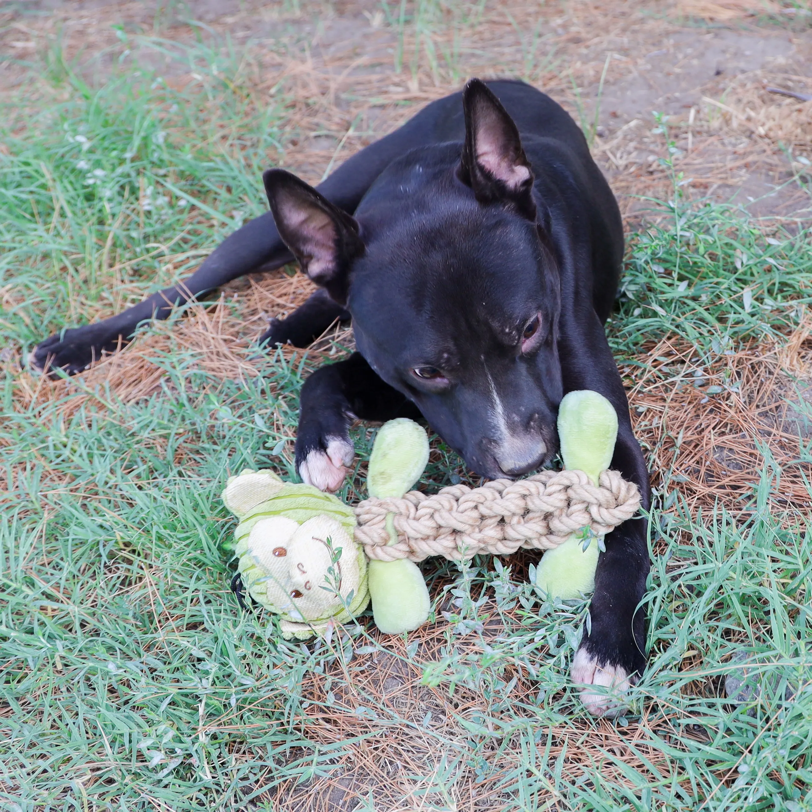 9 Piece Hemp Pet Toy Bundle Pack: Durable, Non-Toxic & Fun Dog Toys - Tough Rope & Squeaker Chew Toys for Safe, Healthy, and Happy Pets, Eco-Friendly & Mold-Resistant, Perfect for Chewers & Playtime, CE Certified Pet Toys