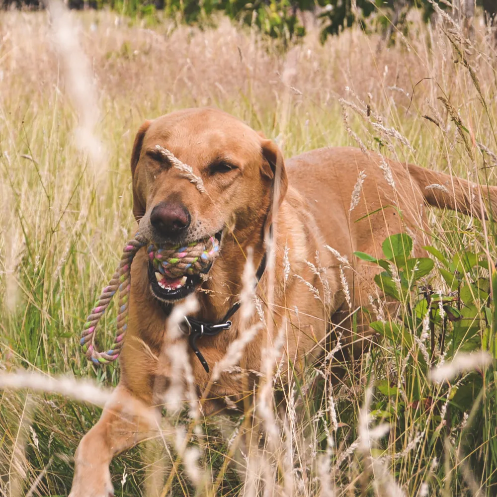 Beco Hemp Rope Dog Toys