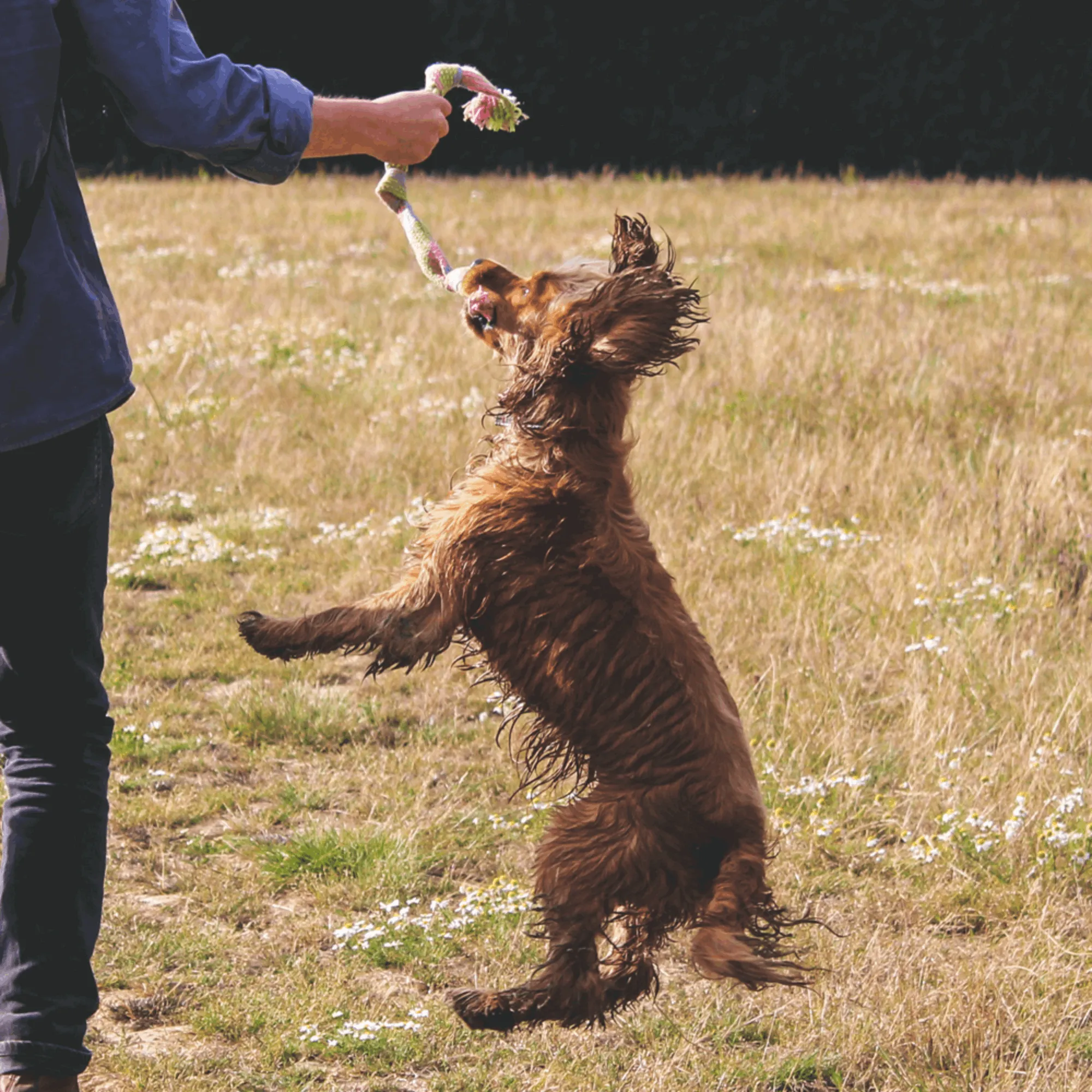 Beco Hemp Squeaky Rope