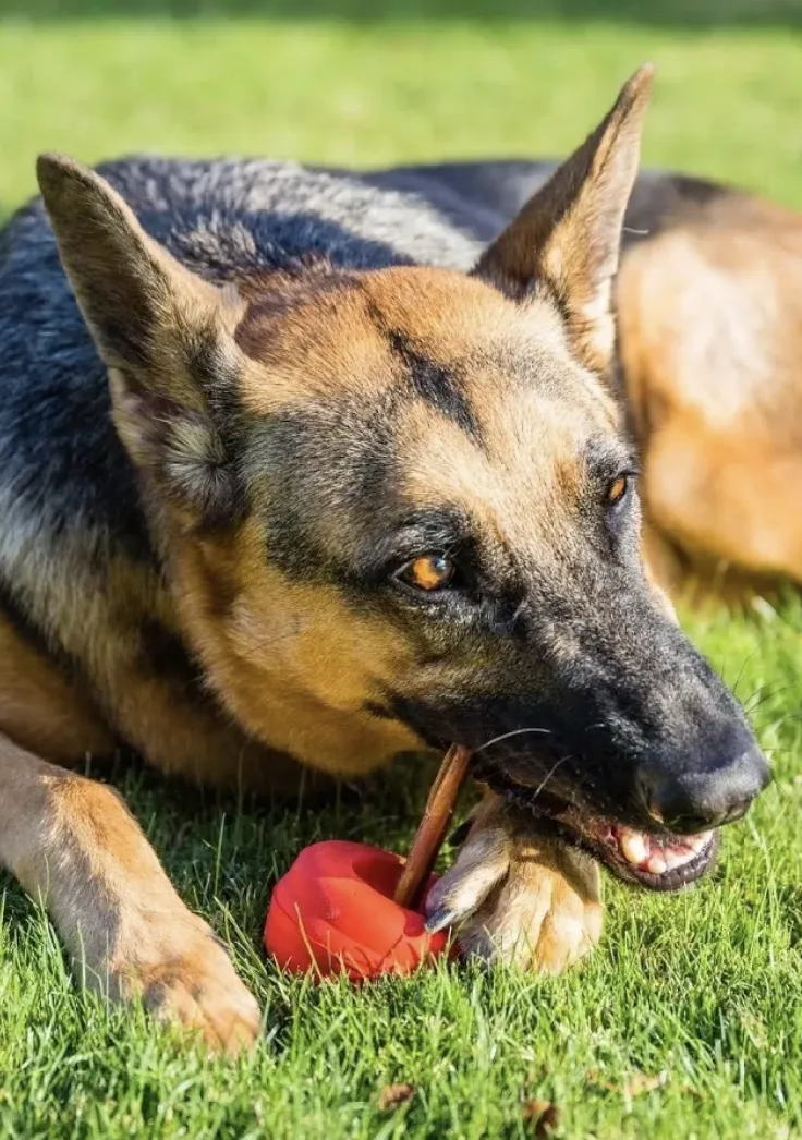 Bully Grip Bully Stick Holder