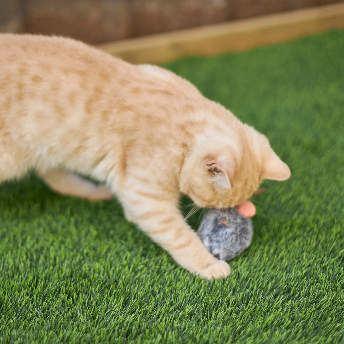 Kazoo Noisy Mouse Cat Toy^^^