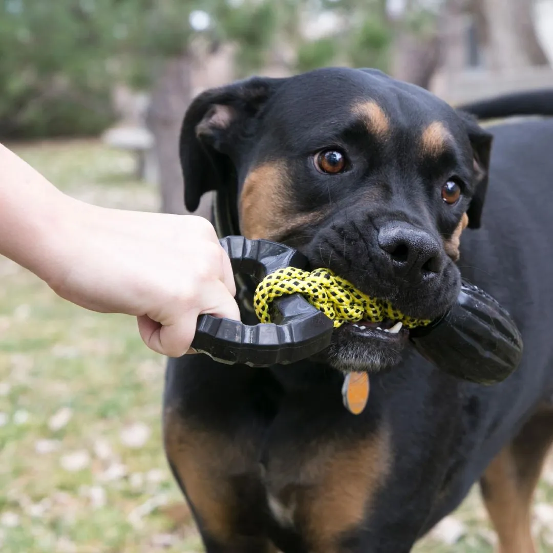 KONG Jaxx Braided Tug Tough Dog Toy