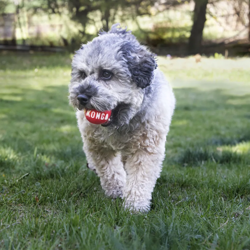 Kong Signature Red Ball Toy For Dogs