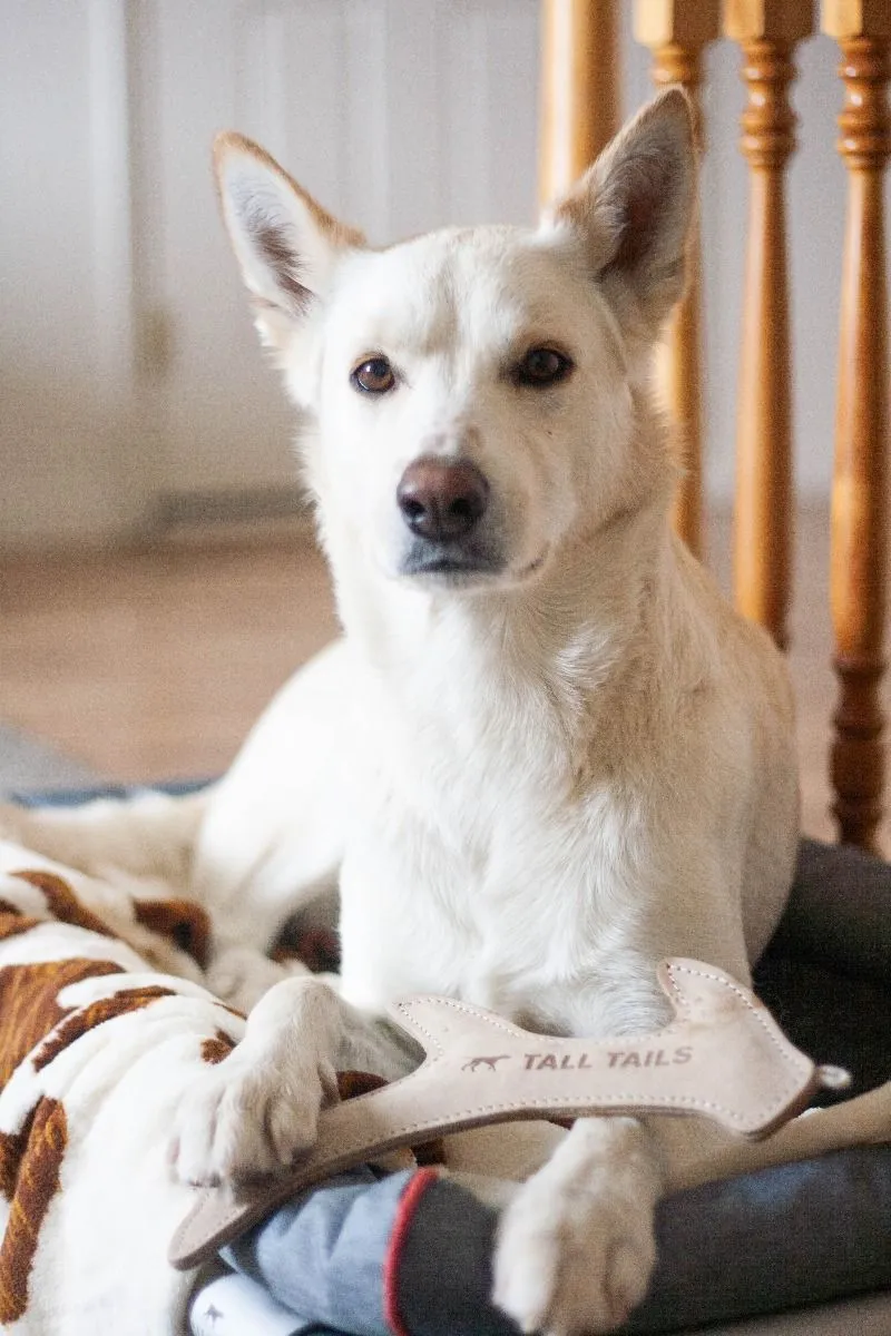 Leather Antler Fetch Dog Toy