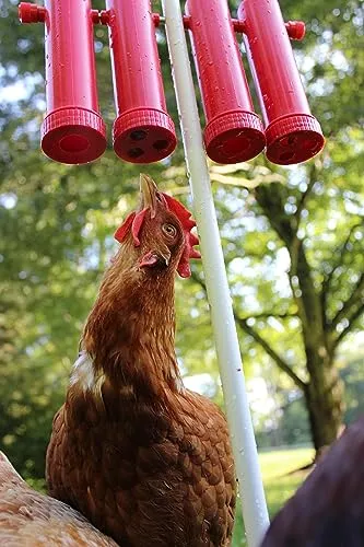 RentACoop Chicken Treat Dispensers