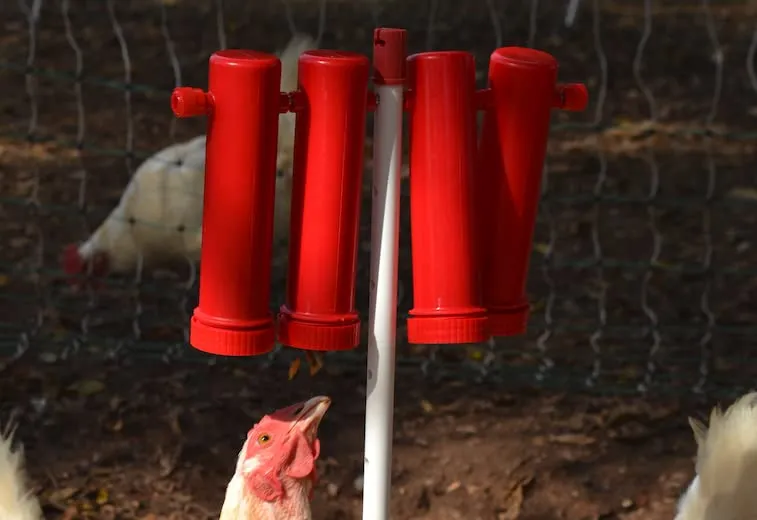 RentACoop Chicken Treat Dispensers