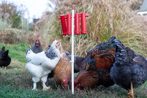 RentACoop Chicken Treat Dispensers