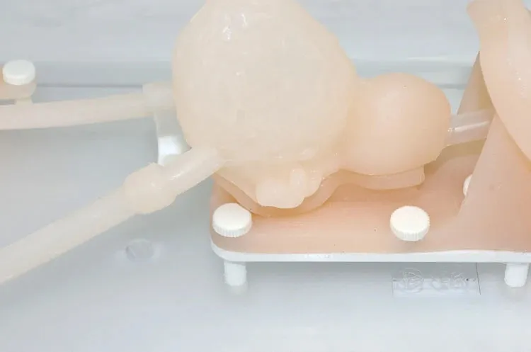 Ureteroscopy simulation training model Urinary organ structure model silicone kidney model